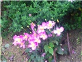 Anemone japonica 